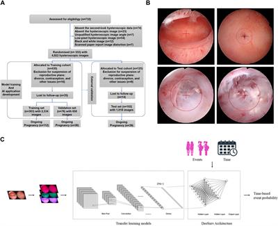 Artificial intelligence-driven prognostic system for conception prediction and management in intrauterine adhesions following hysteroscopic adhesiolysis: a diagnostic study using hysteroscopic images
